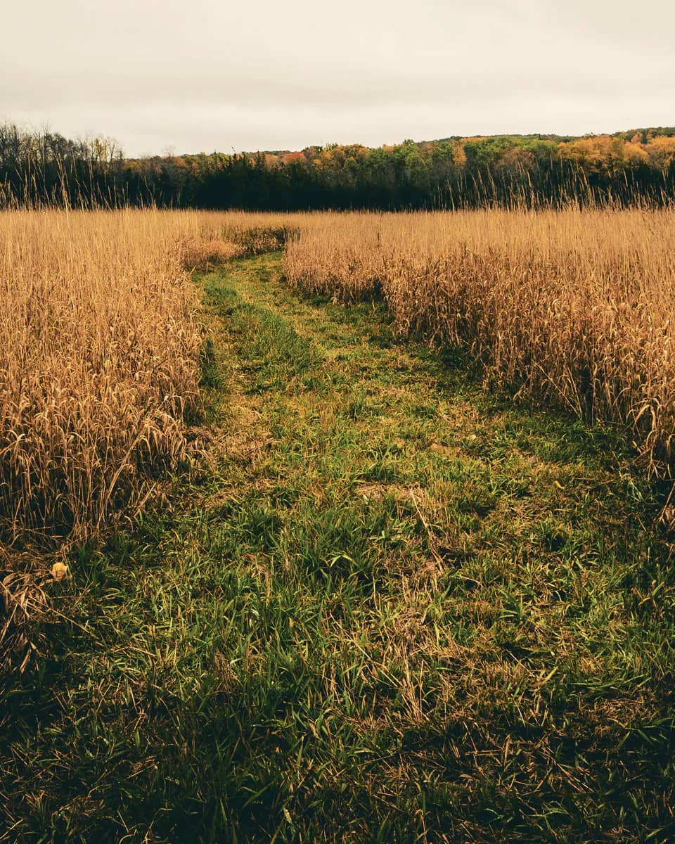 Mown firebreak strip cutting through tall dry prairie grass toward an autumn tree line.