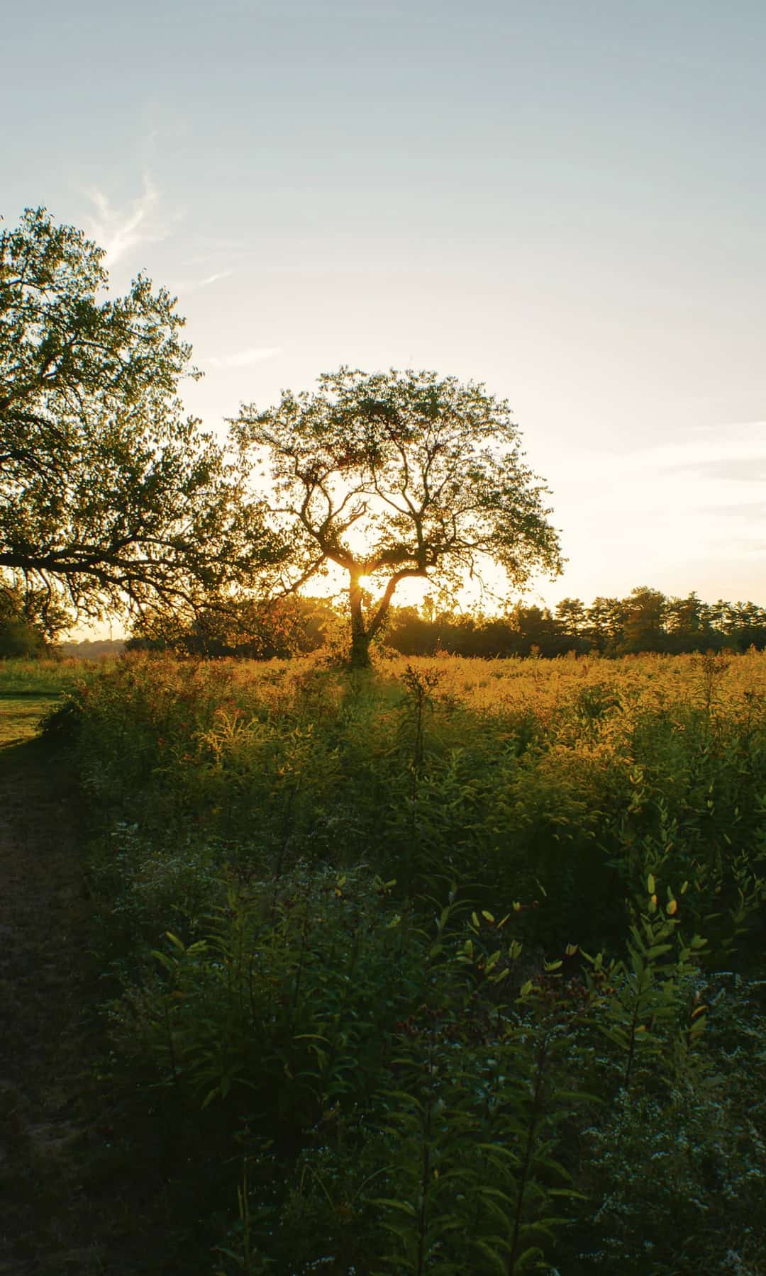 Low evening sun glowing through a lone tree beside a mown grass path, with tall goldenrod and a tree line stretching to the right.