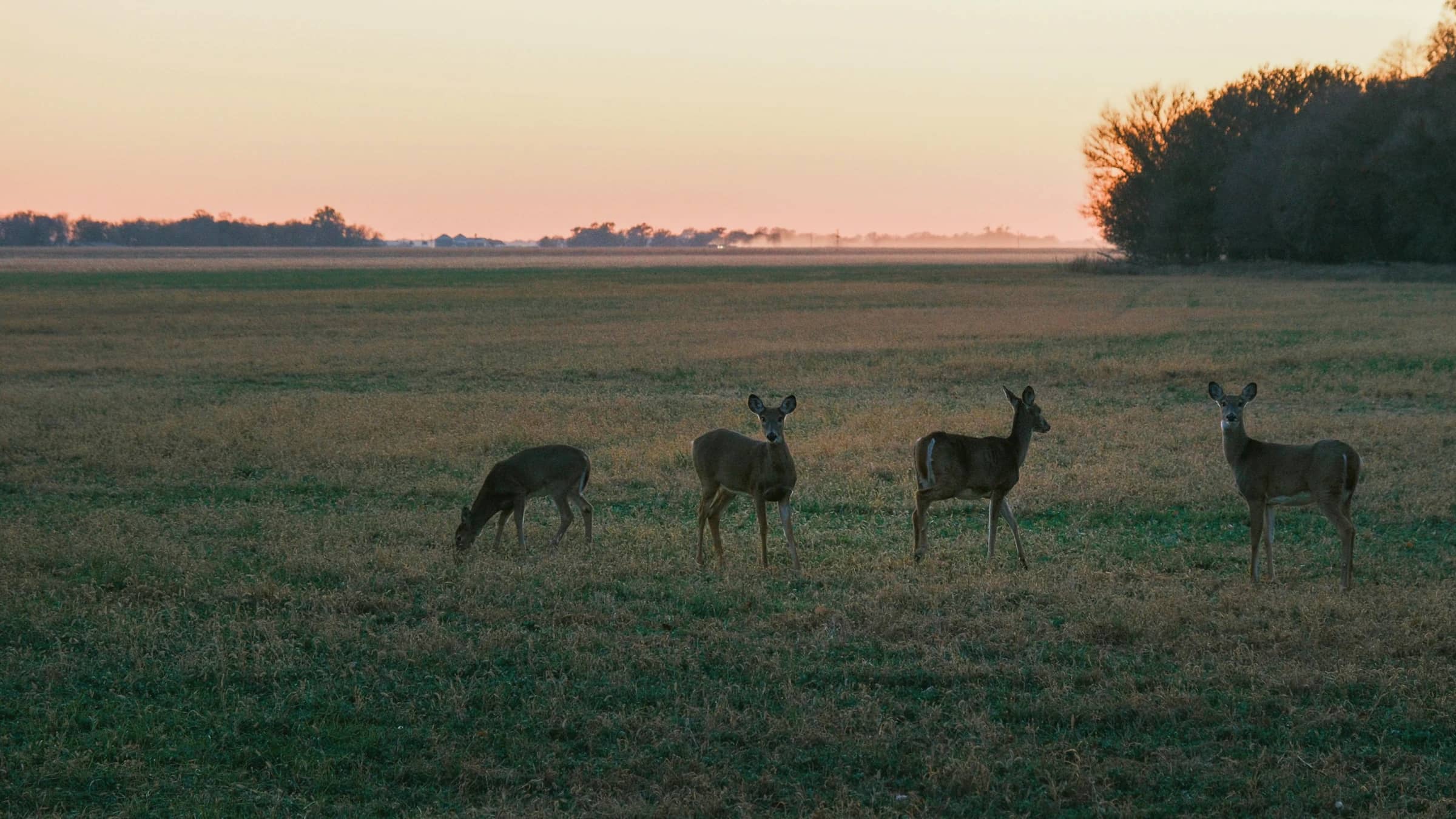 Four white-tailed does in a grassy field at dusk, with a stand of trees on the right.