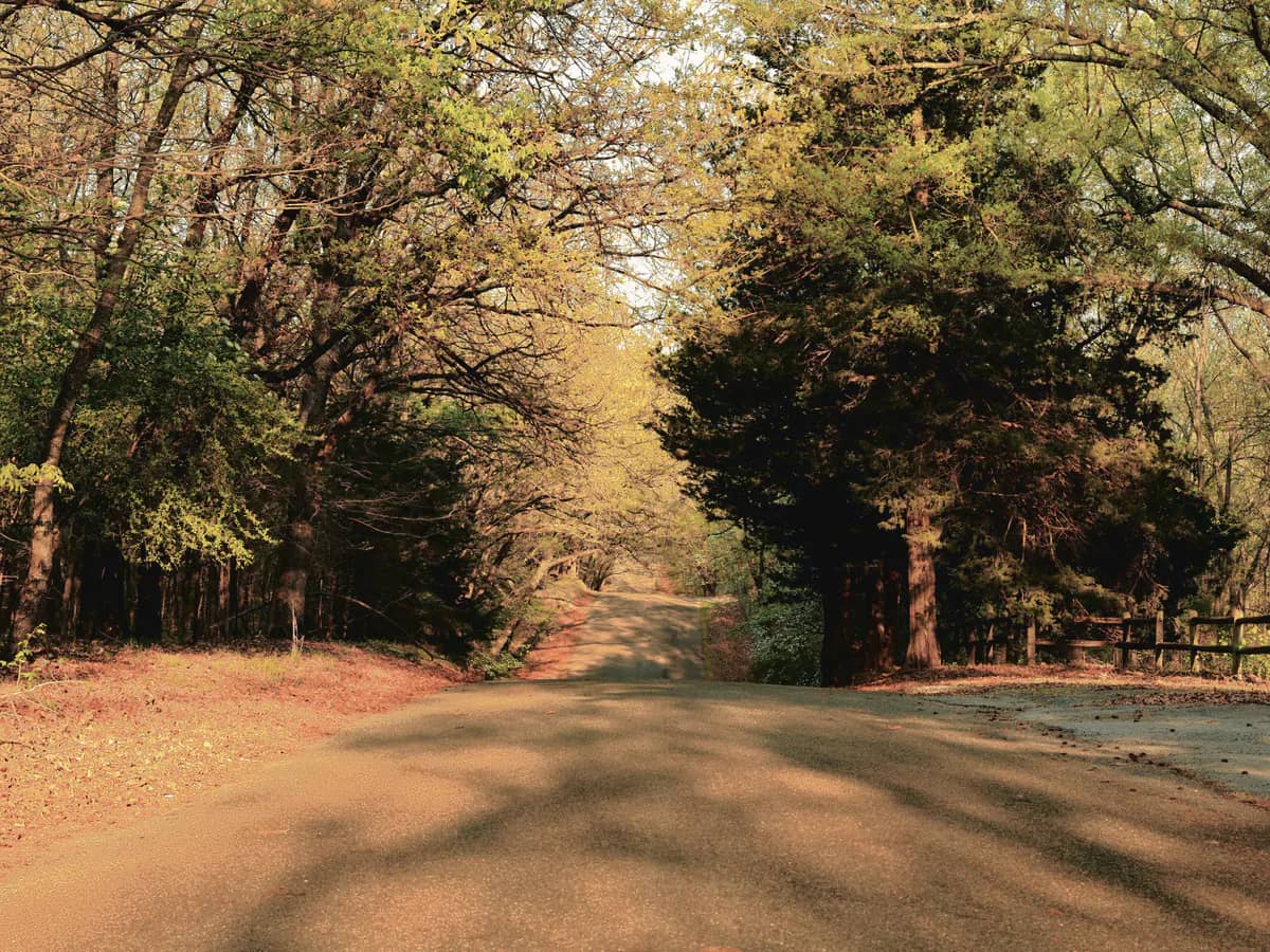 Country lane through hardwoods and cedars in low golden light, with a wooden rail fence on the right.