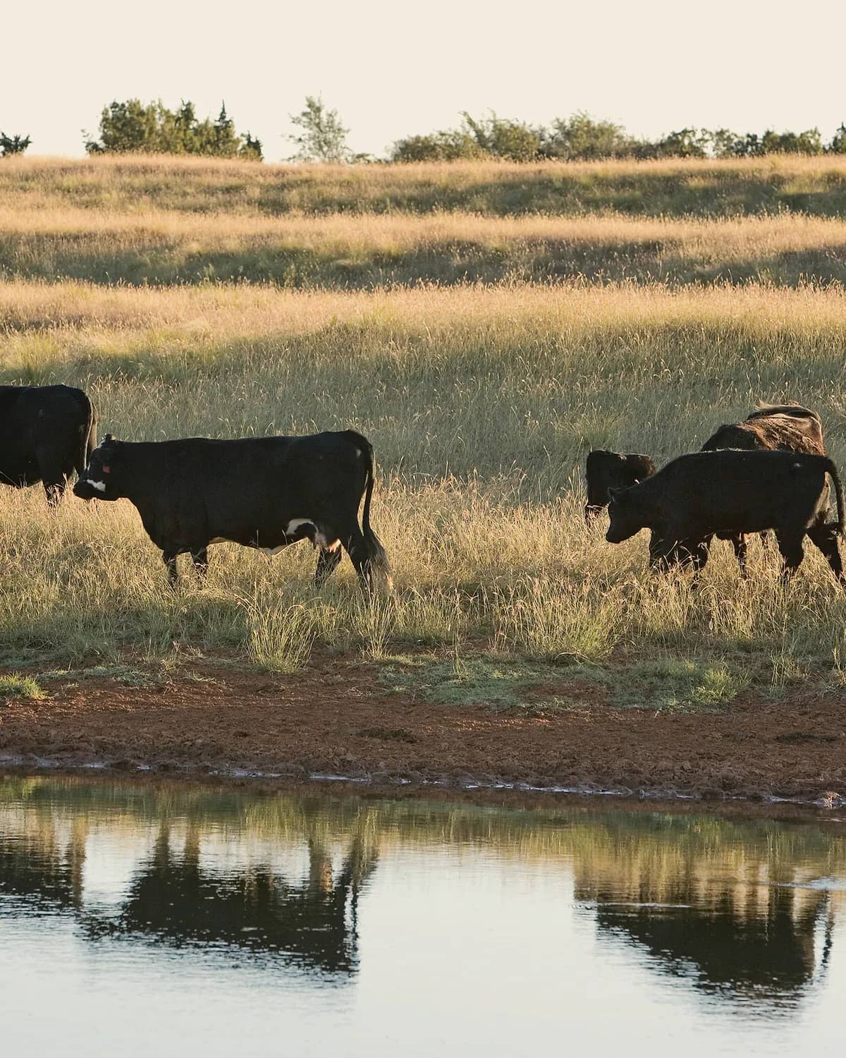 A line of black cattle walking along the red-dirt bank of a stock pond, with golden pasture and trees behind.