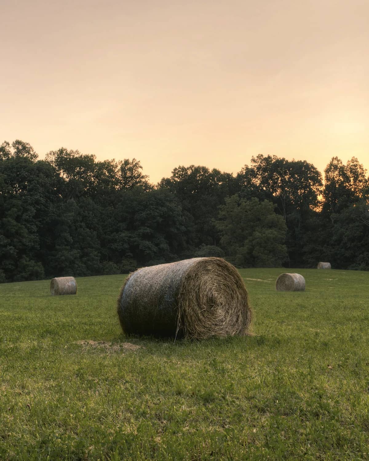 Round hay bales on a mown green field below a line of trees at sunset.